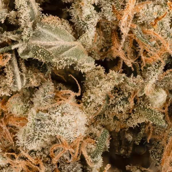 Dollar Treez - Jack Hammer - Image 5