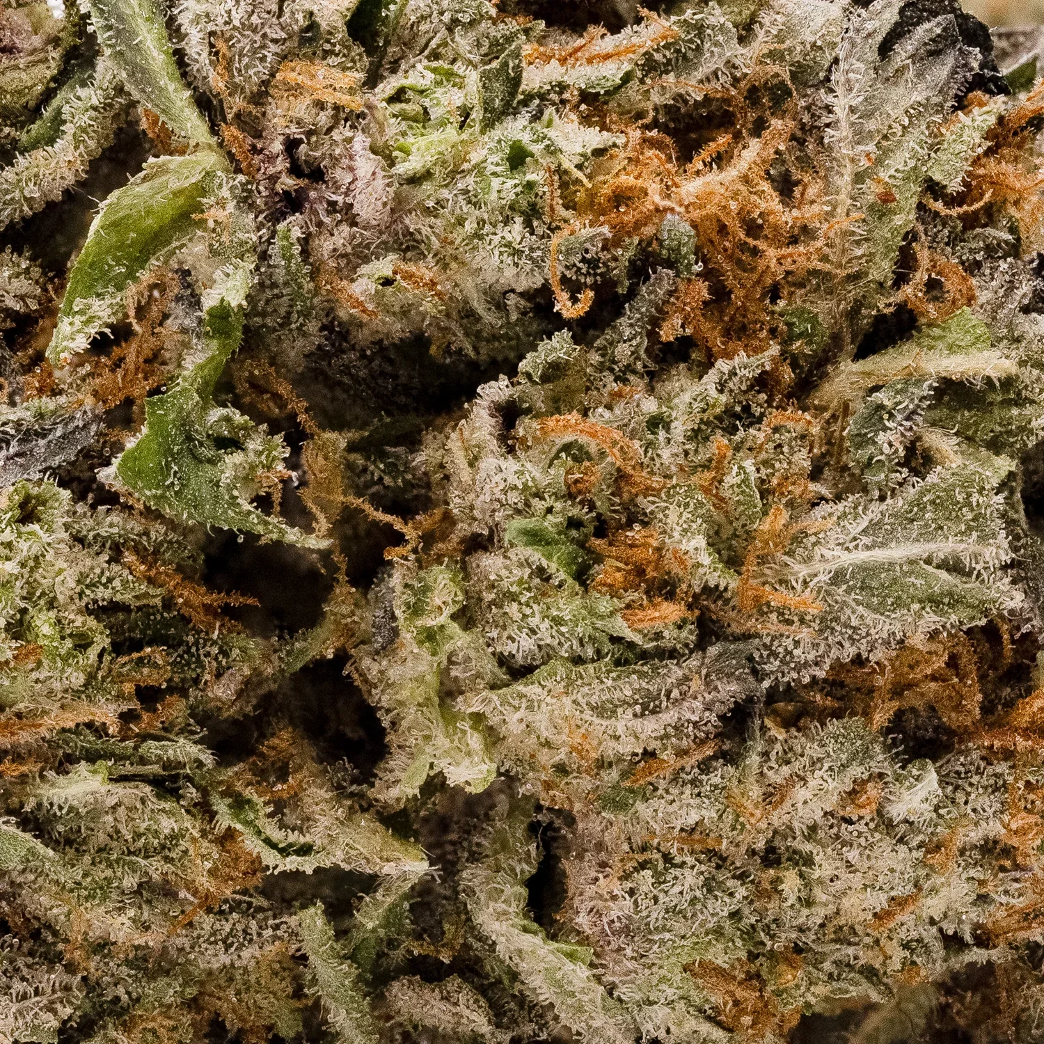 Jungle Ridge - Grand Daddy Purple - Image 3