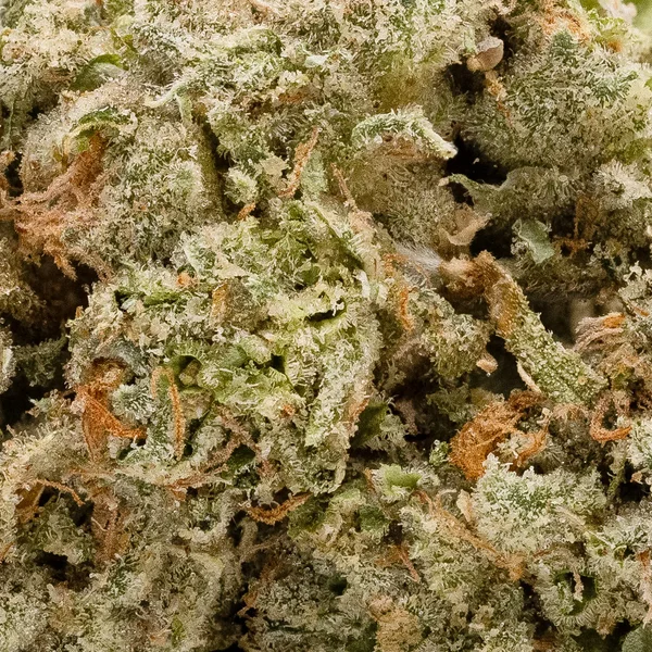 Cream Of The Crop - Candy Apple - Image 2