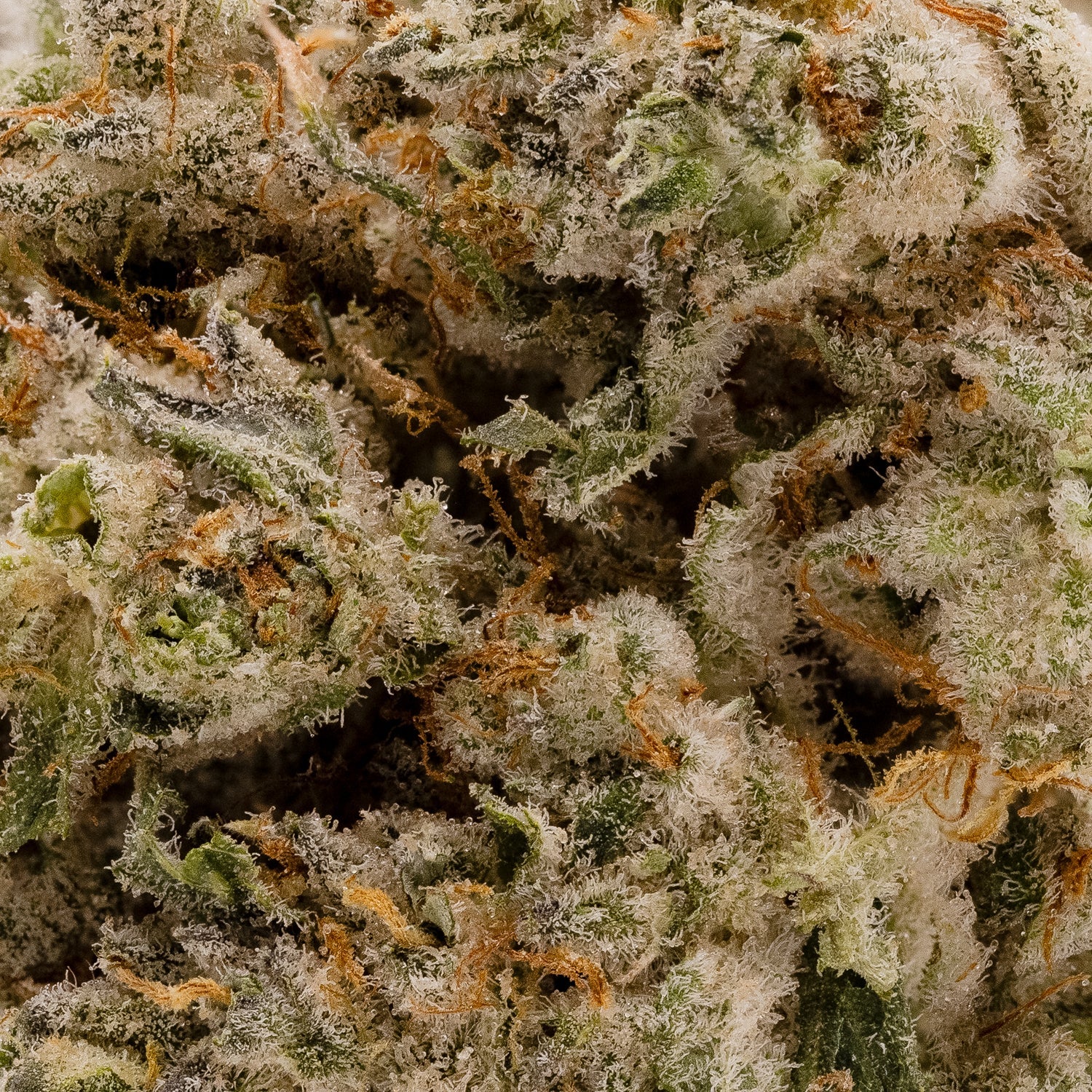 Hoot Cannabis - Tenacious - Image 6