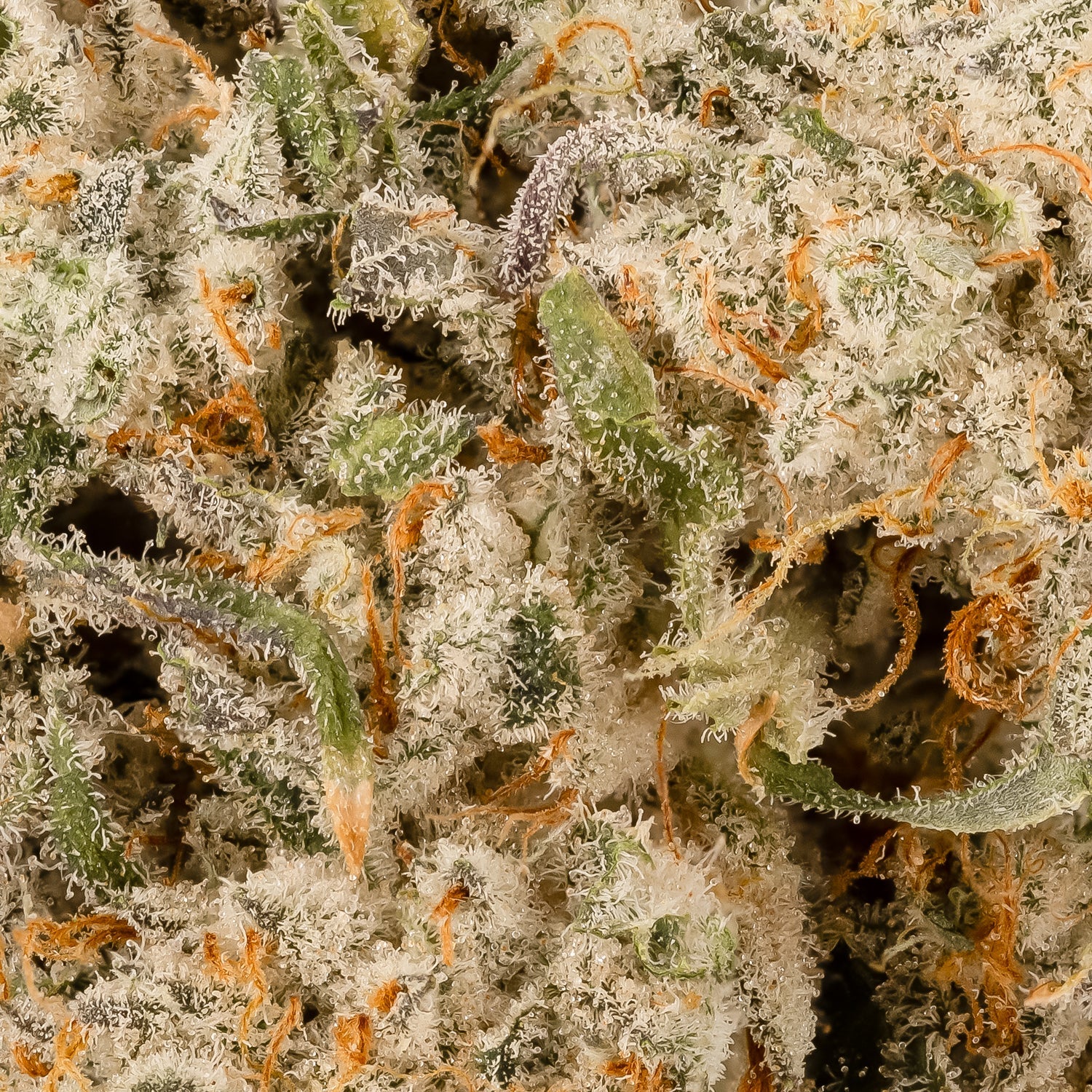 Hoot Cannabis - Tenacious - Image 7