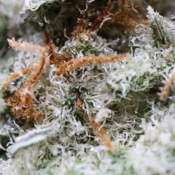 MuM's Cannabis - Acapulco Gold - Image 4