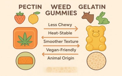 Pectin vs Gelatin Weed Gummies: What Are the Differences