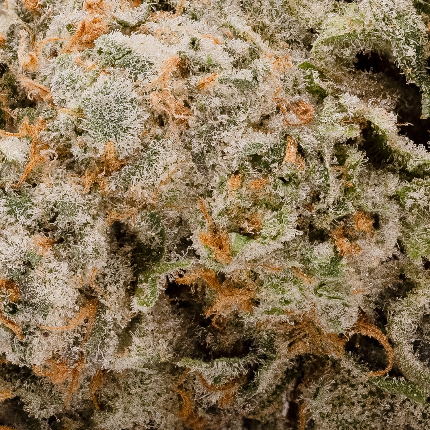 Mystic Cannabis - Goudaberry - Image 5