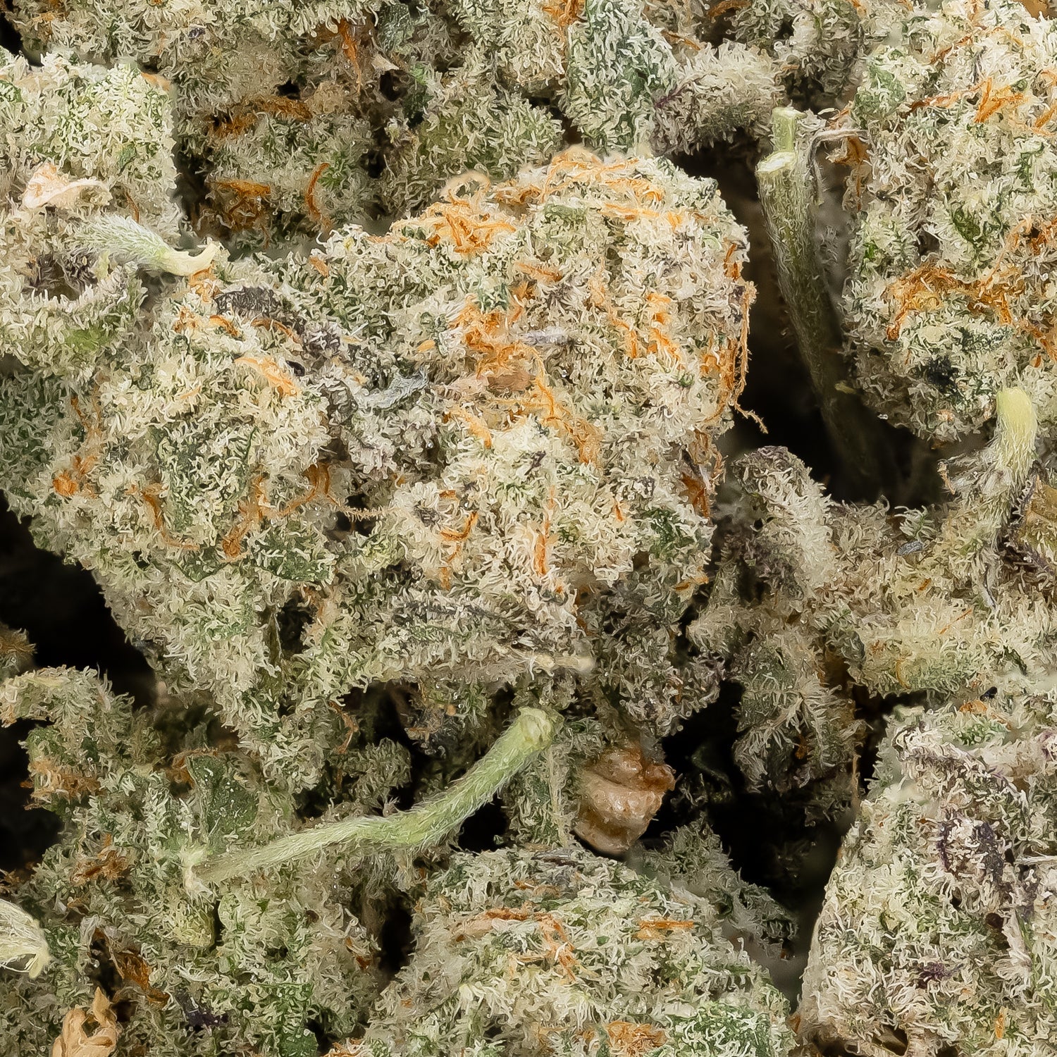 Lucky Farms - Mac Donut (smalls) - Image 2