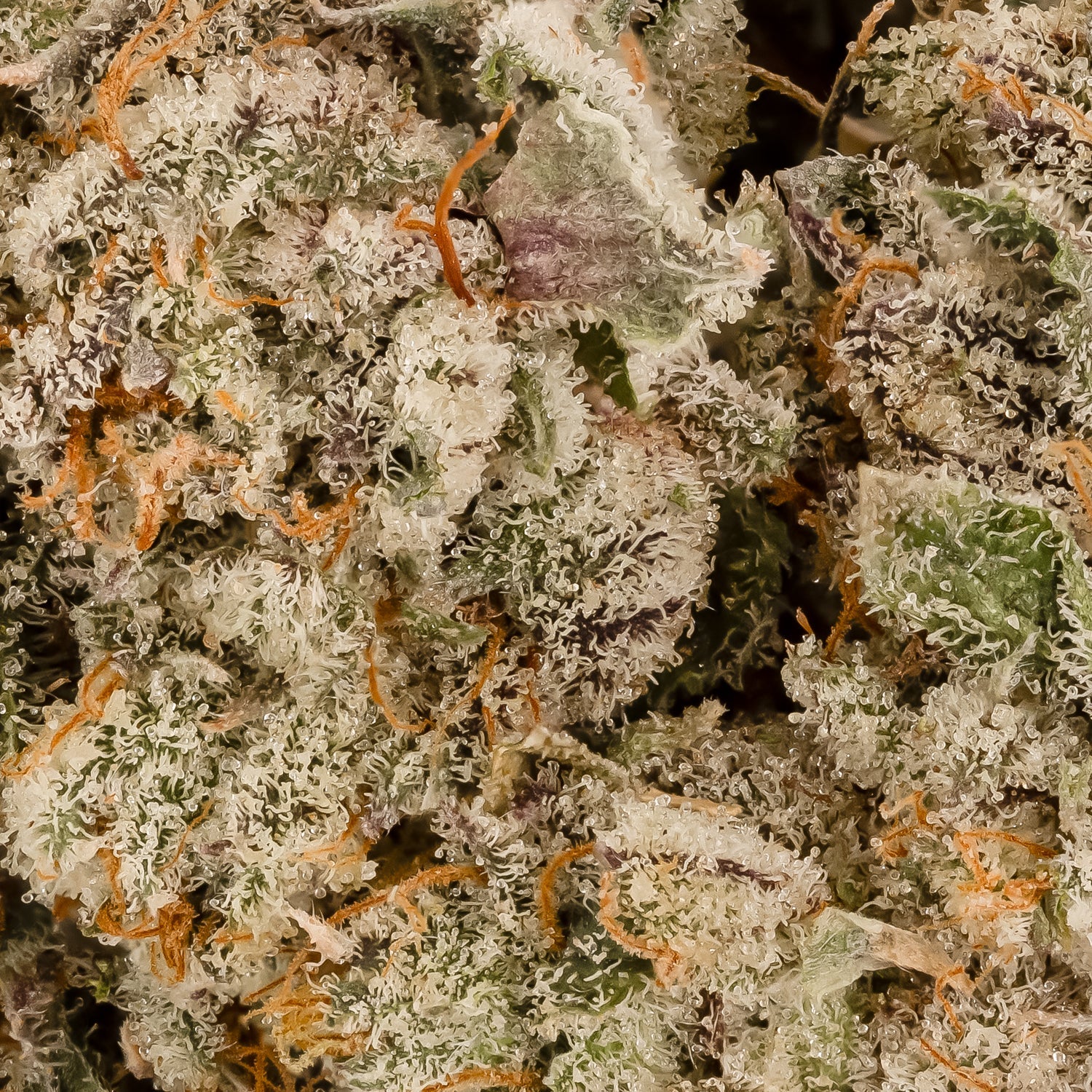 Hoot Cannabis - Alien Dawg - Image 6