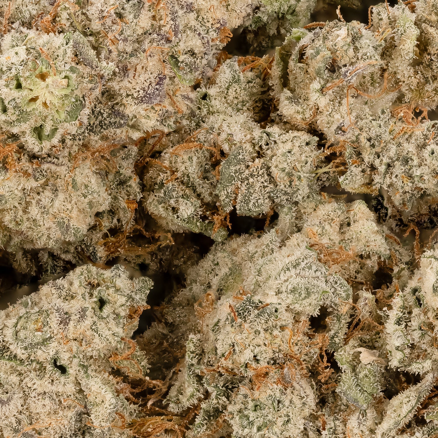 Lucky Farms - Black Diamond (smalls) - Image 2