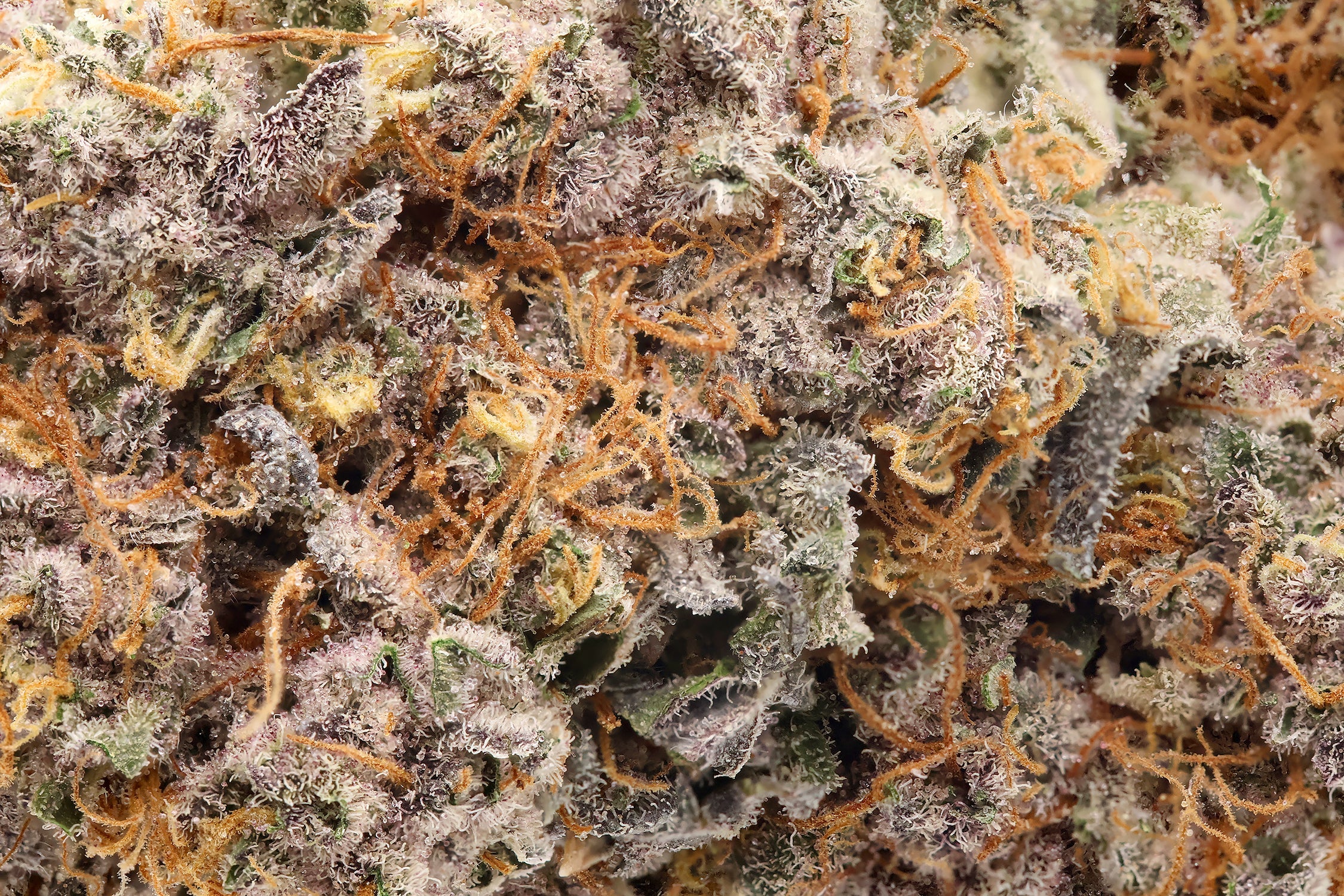 Jungle Ridge - Guava - Image 6