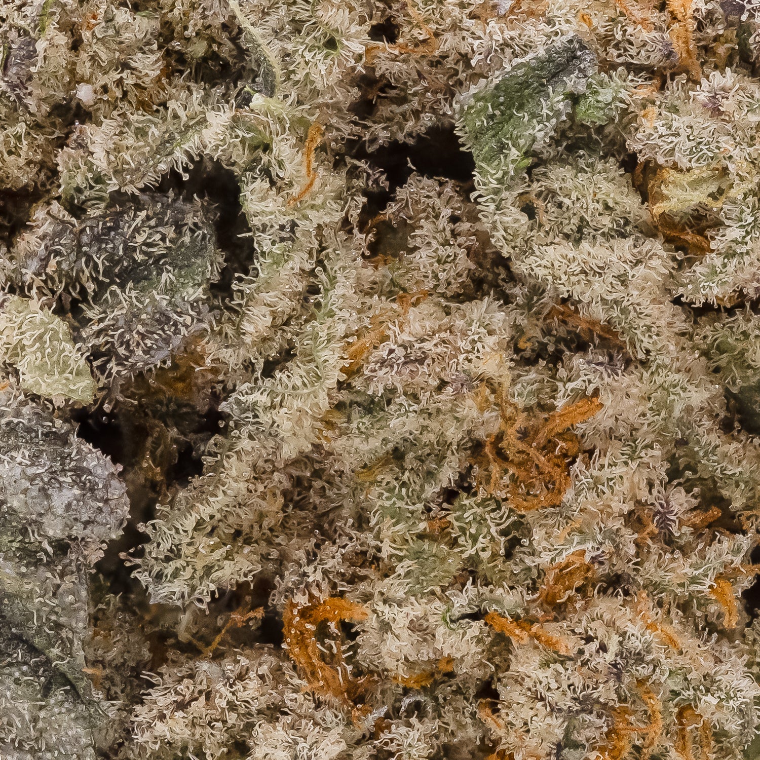 Hoot Cannabis - Lemon Thai - Image 6
