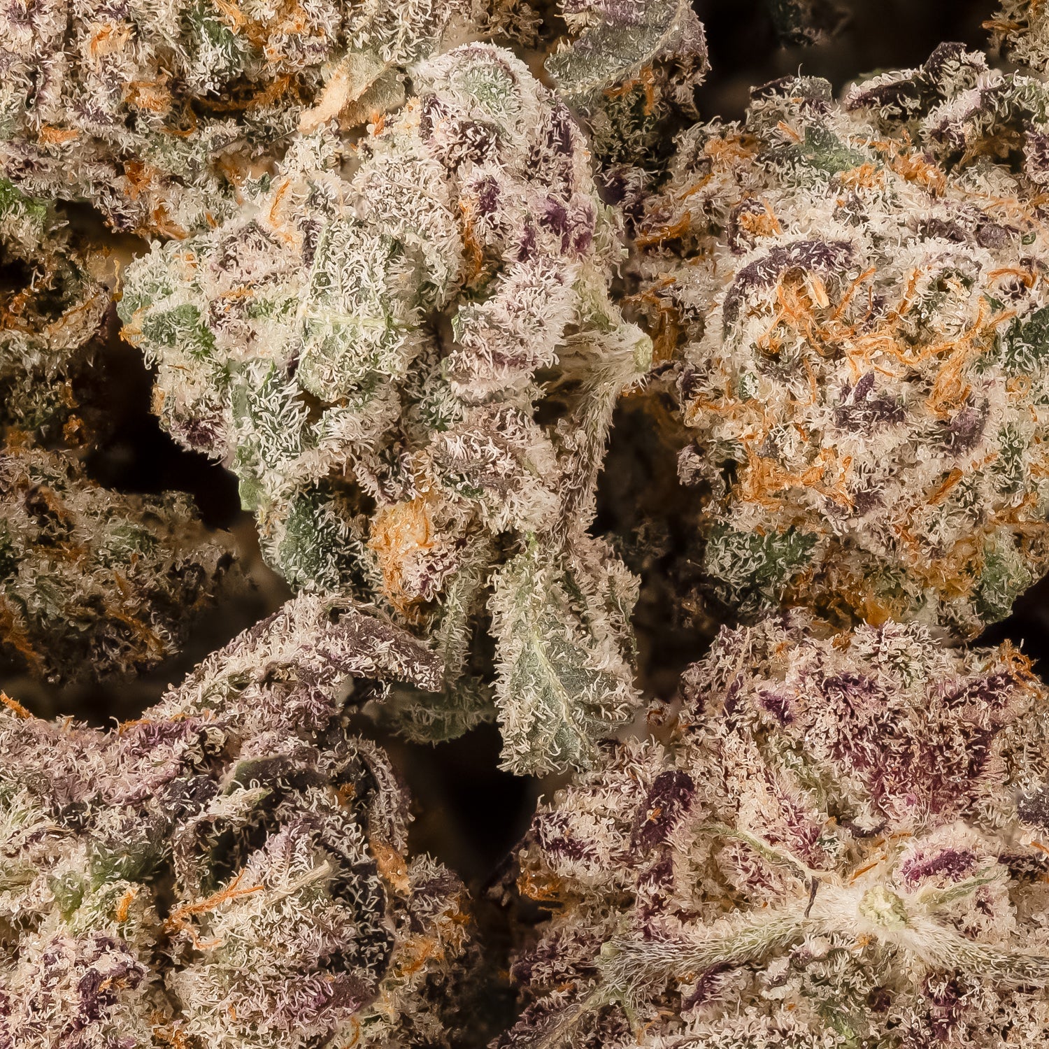 Lucky Farms - Oreo Big Stuff (smalls) - Image 2