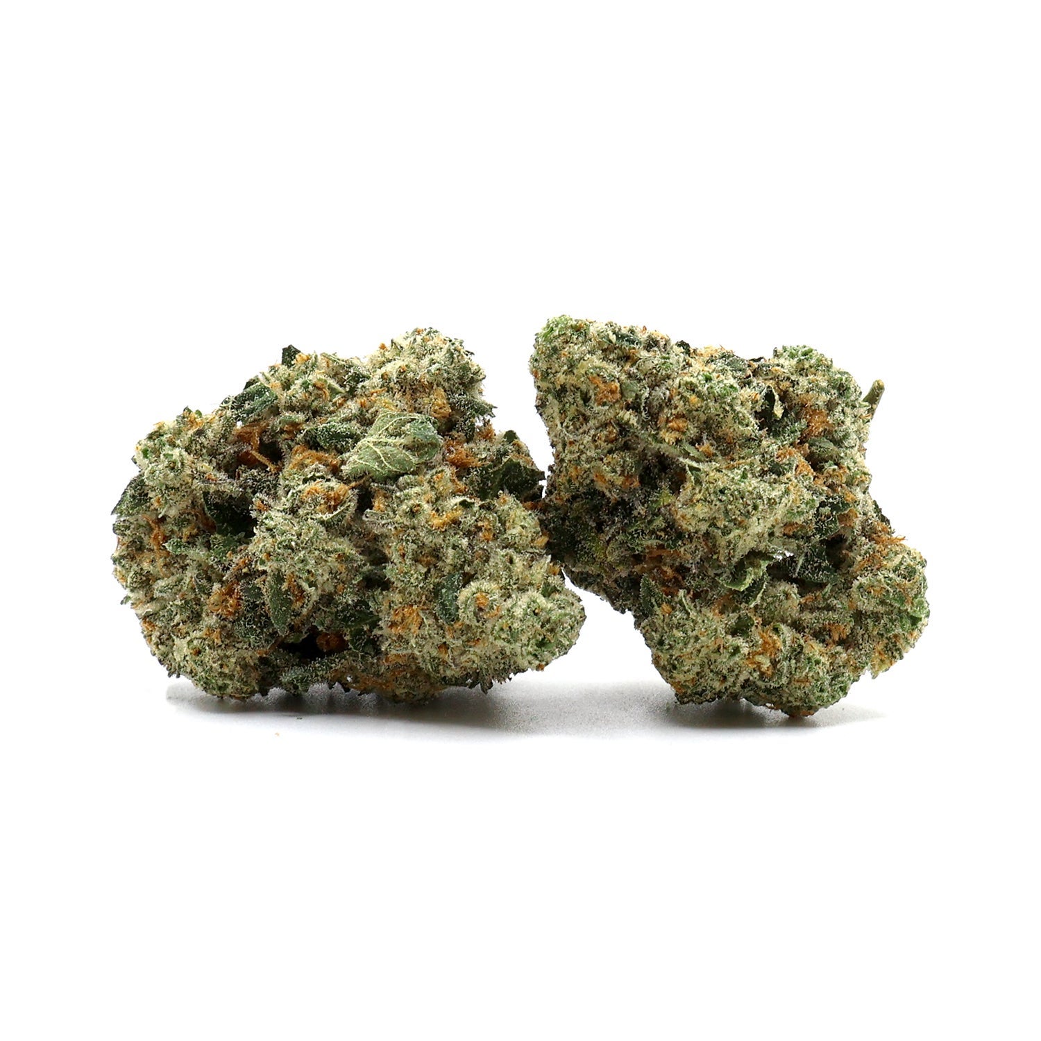 Albatross - Permanent Marker - Image 3