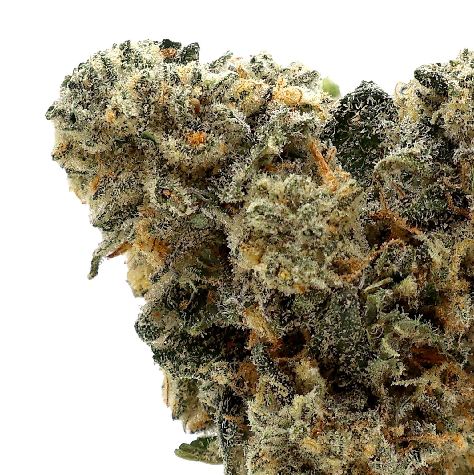 Albatross - Permanent Marker - Image 4