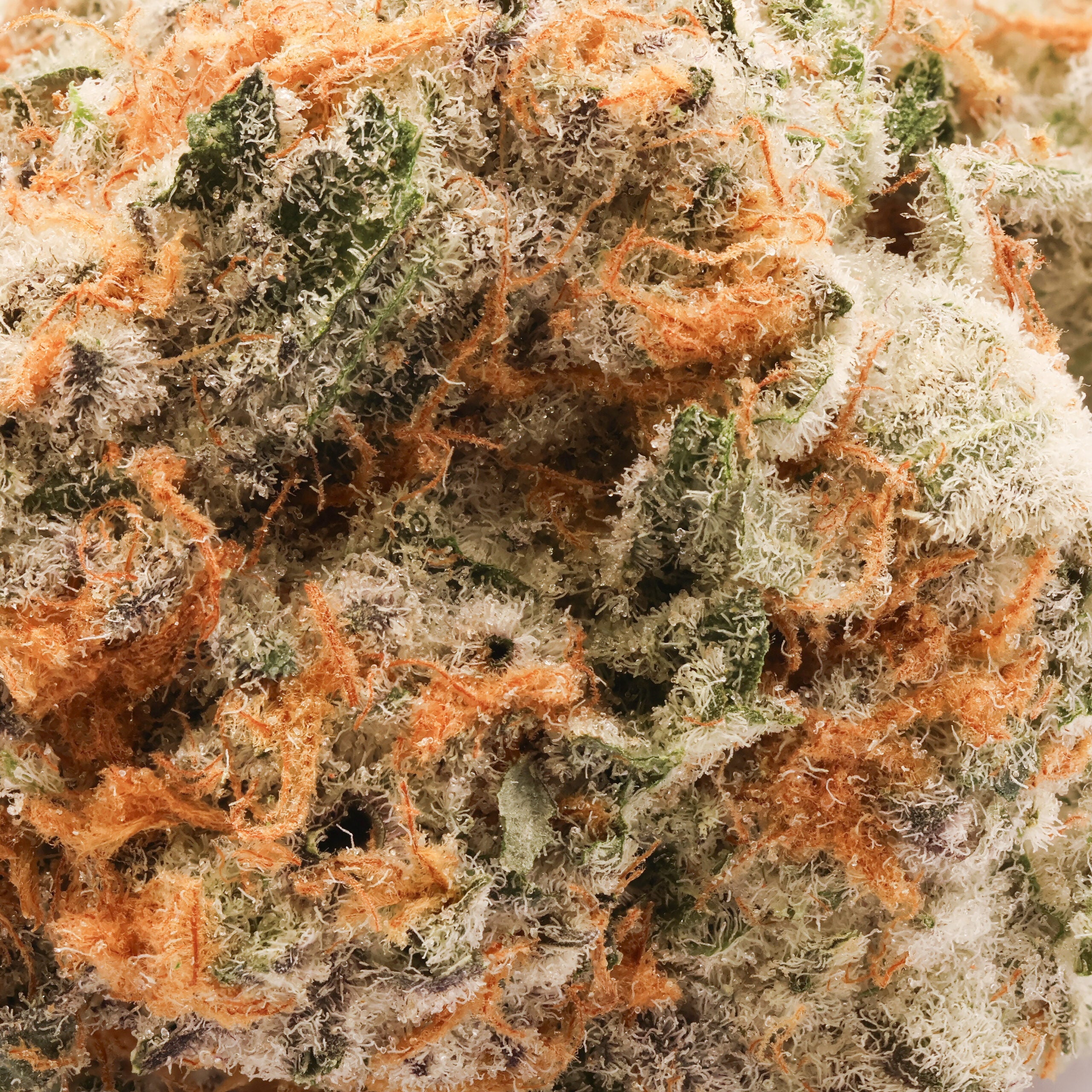 Hoot Cannabis - Grey Goose - Image 5