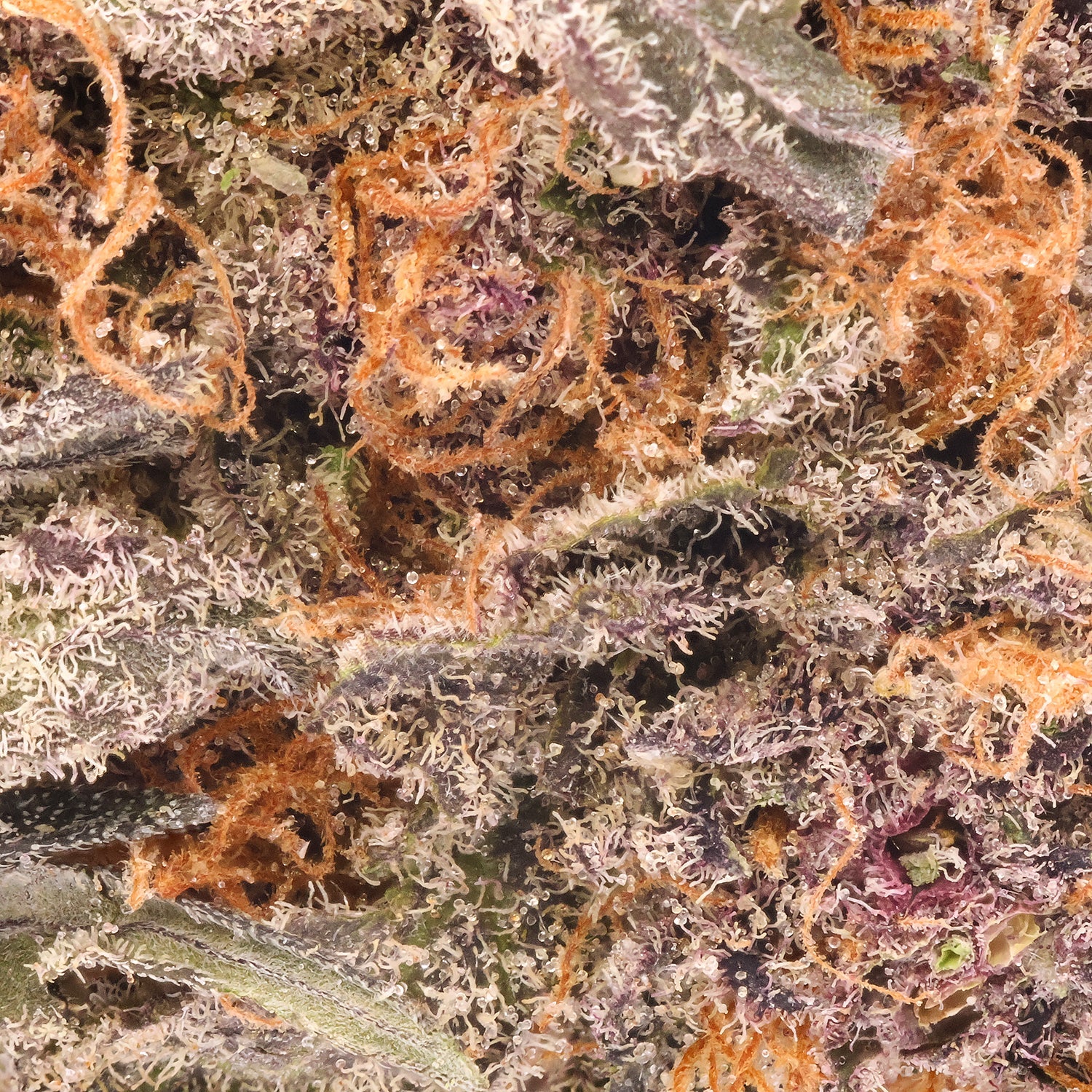 Jungle Ridge - Super Boof - Image 5