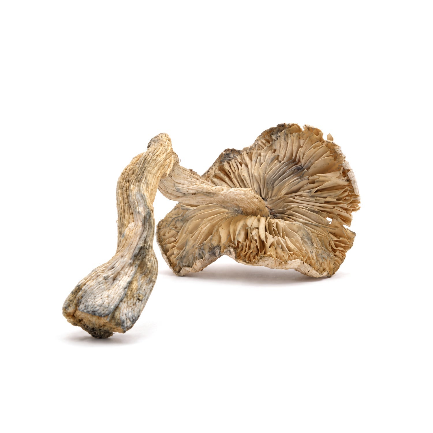 Amazeballs - Skinny Golden Teachers - Image 2